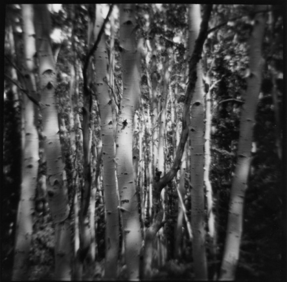 Birch Trees