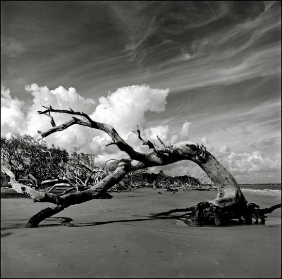 Arching Tree, Georgia