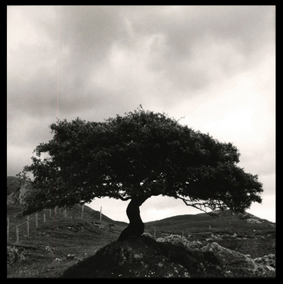 Elgol Tree