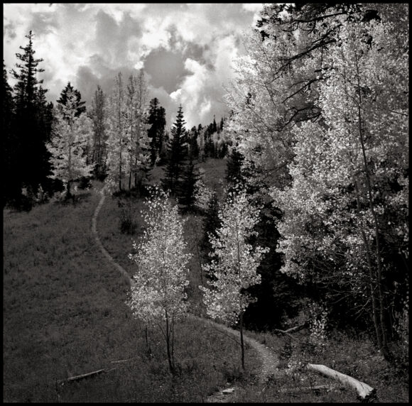 Aspens, New Mexico