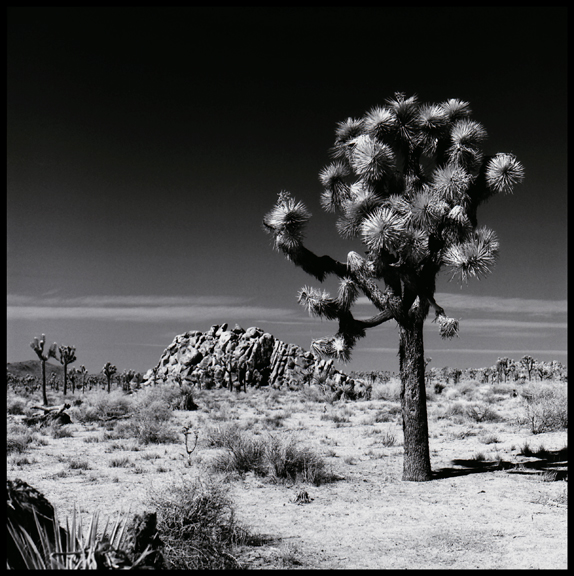 Joshua Tree