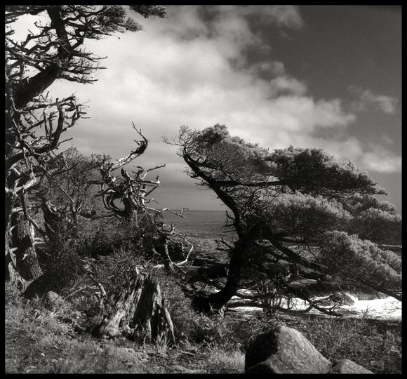 Point Lobos