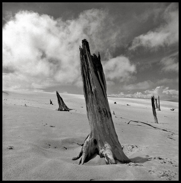 Michigan Dunes Tree