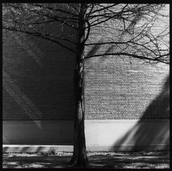 Rice Dividing Tree