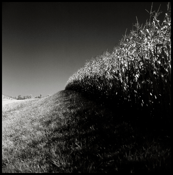 Roadside Corn