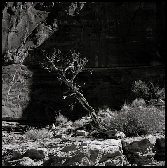 Shadow Tree, Capitol Reef