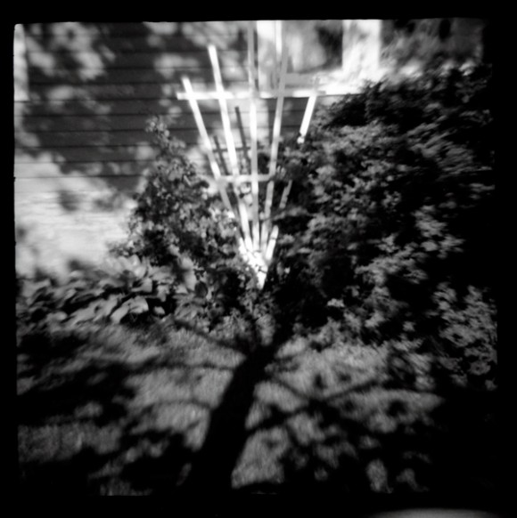 Trellis