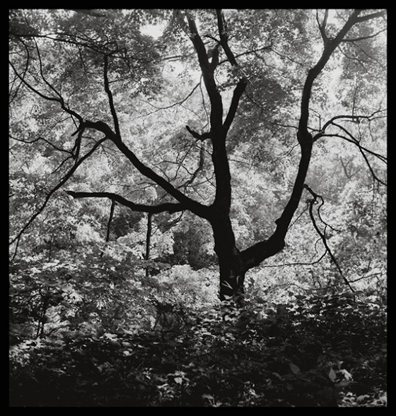 Tree, Turkey River IA