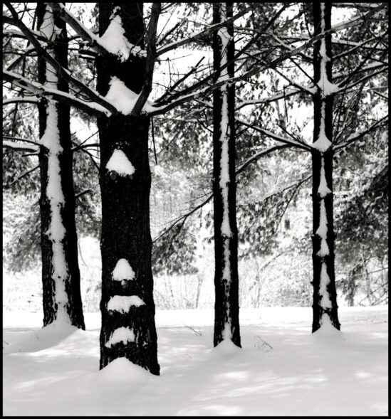 Winter Pines, Iowa