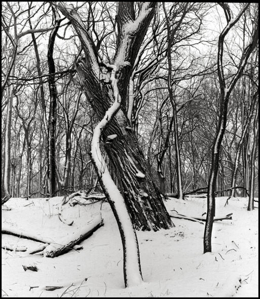 Twisty Tree and Snow