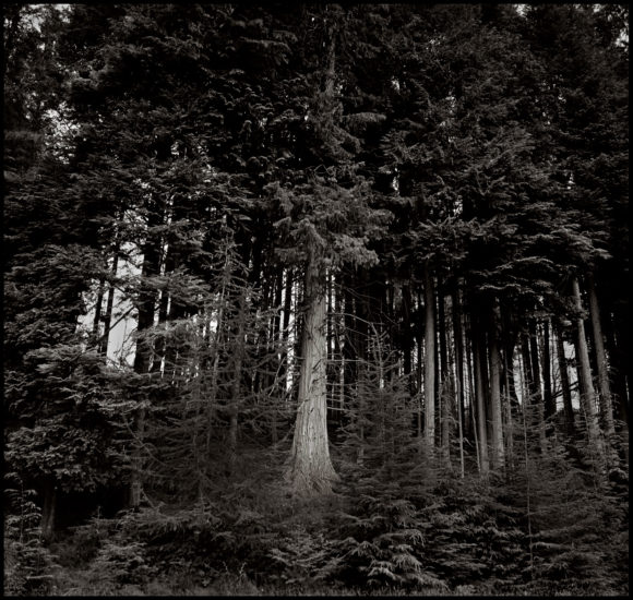 Clunes Forest, Scotland