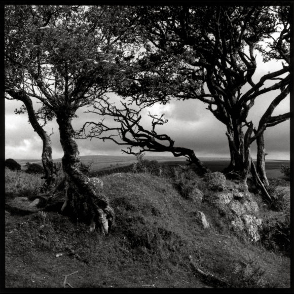 Dartmoor Three Trees