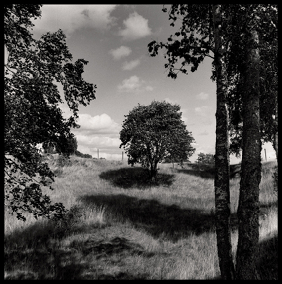 Framed Trees Sweden
