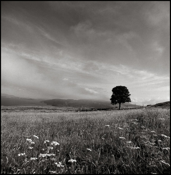 Lone Tree, Scotland