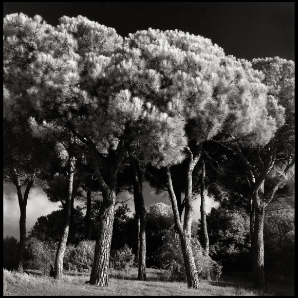 Patra’s Pines, Umbria
