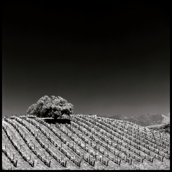 Vineyard Stripes, California